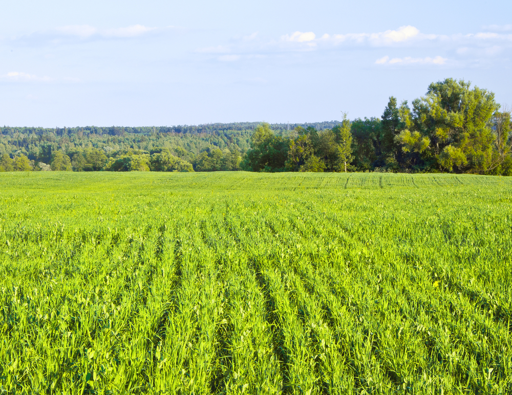 Cover Crops - Legal News