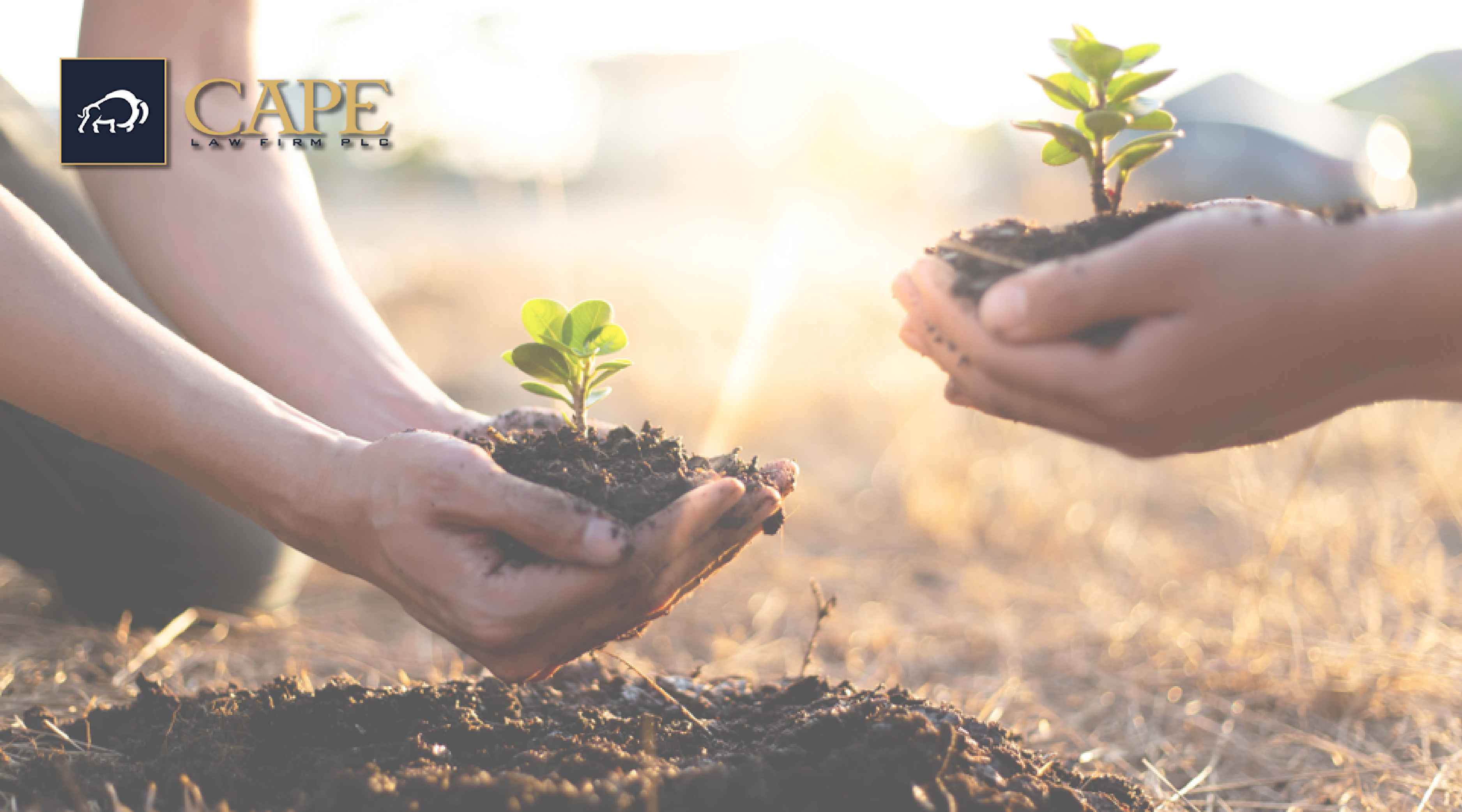 Tree Seeds | Cape Law Firm