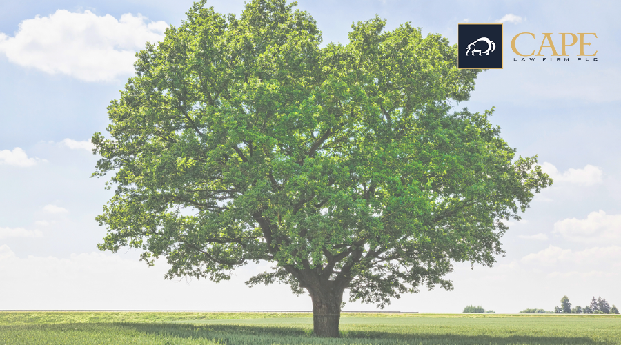 White Oak Tree News