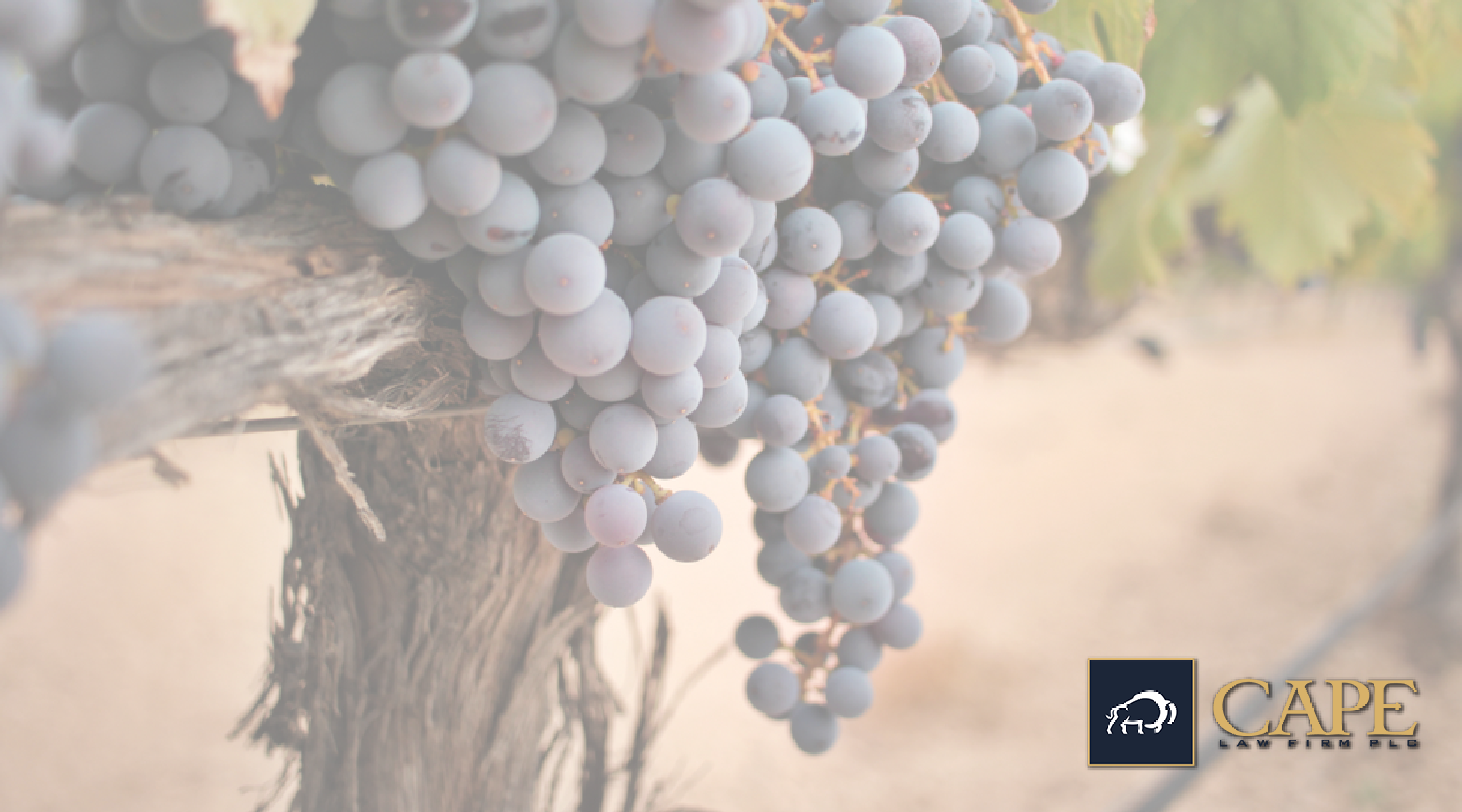 Grape Varieties