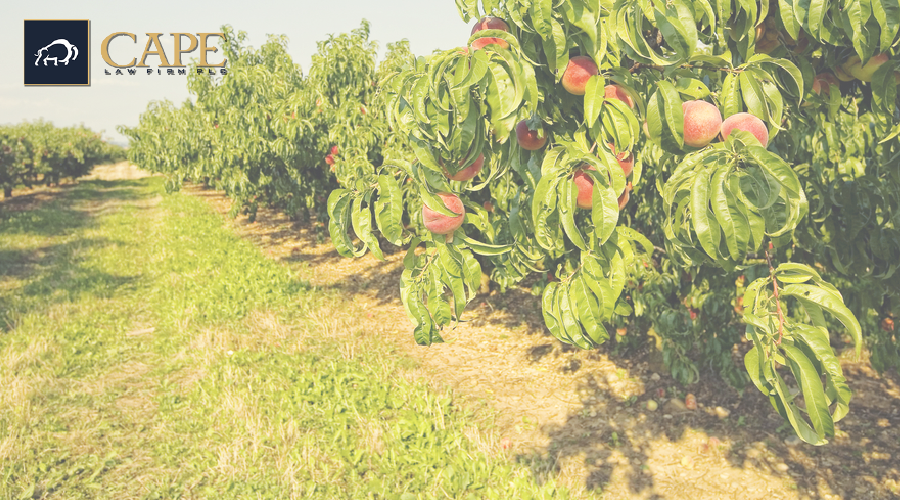 Dicamba