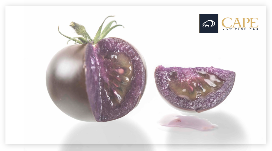 Big Purple Tomato