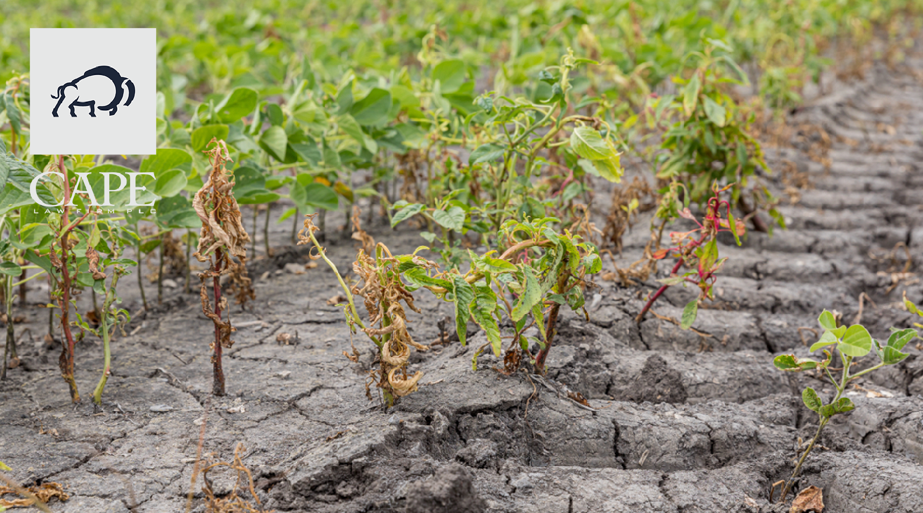 5 of 21 Arkansas Seeks Legislative Fix to Dicamba Damage and More