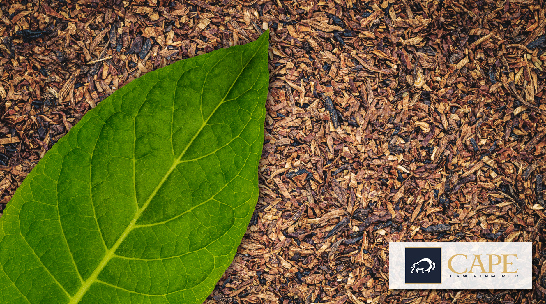 Bug Perfume from Tobacco Plants, a Battle for Rare Seeds and More
