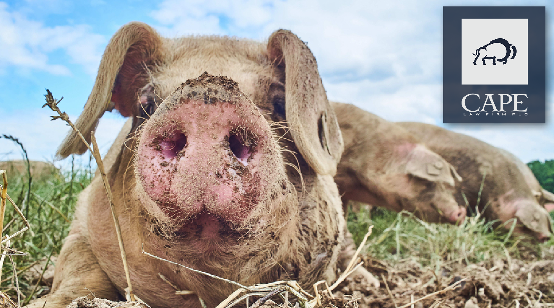 Free Range Pigs, the Miracle Third Crop and More