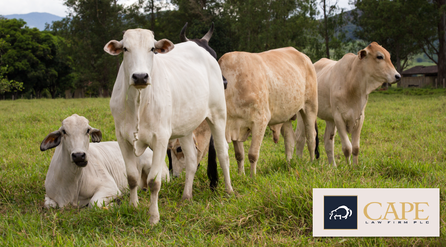Dueling Dicamba Labels, World's Most Expensive Cow & More